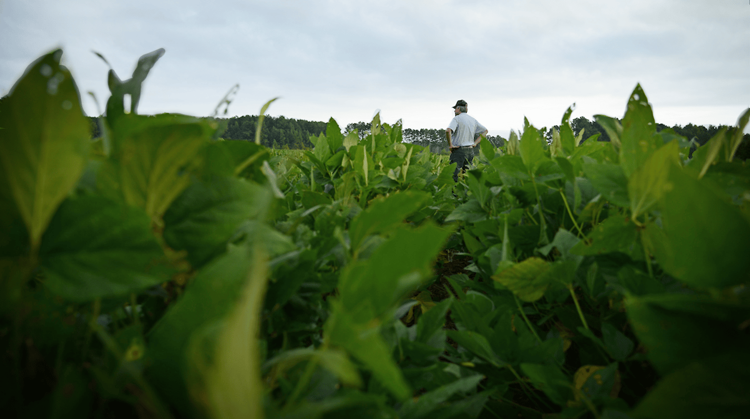 人站在大豆田植物绿高