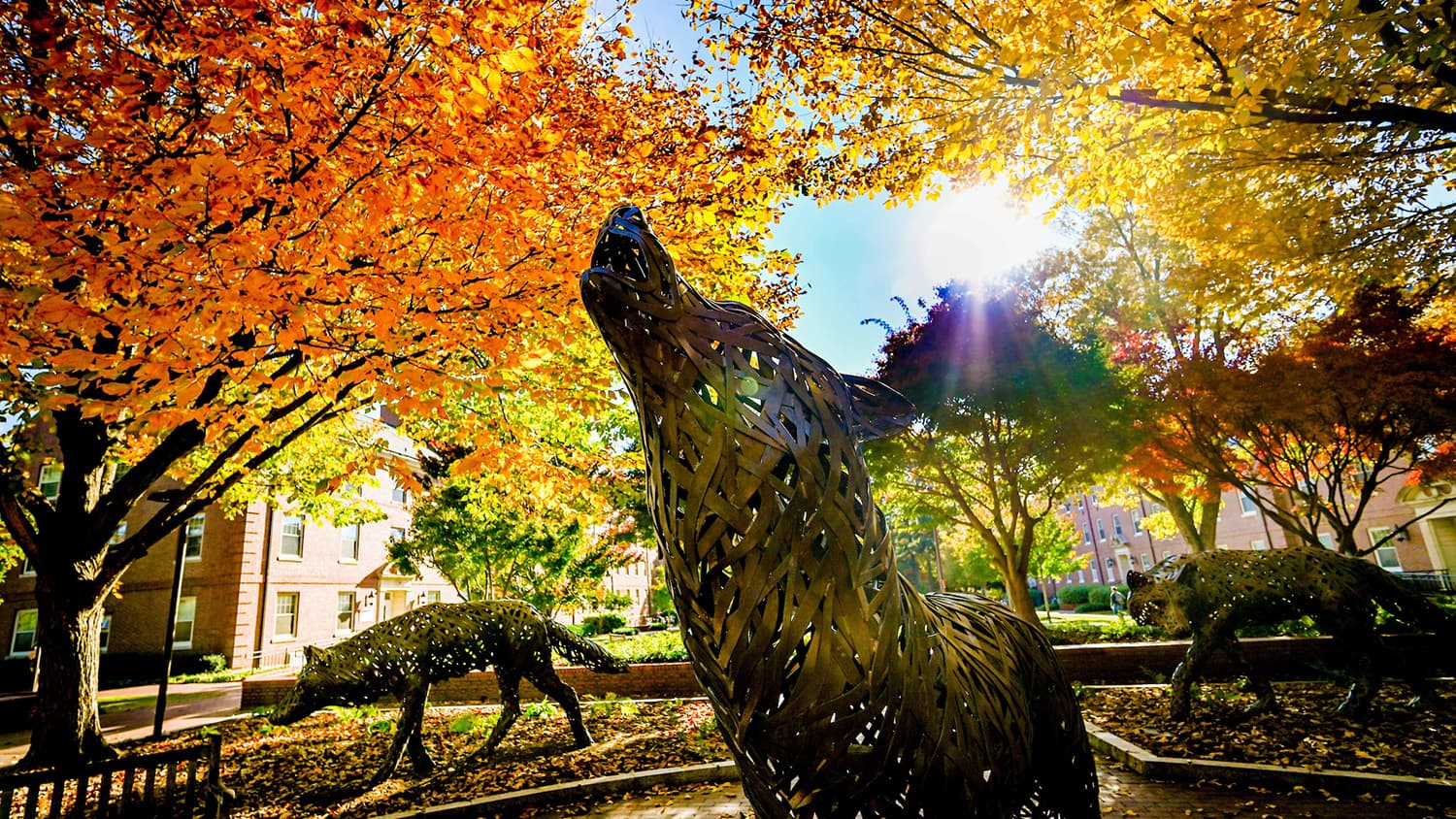 A copper wolf surrounded by trees with vibrant fall colors.